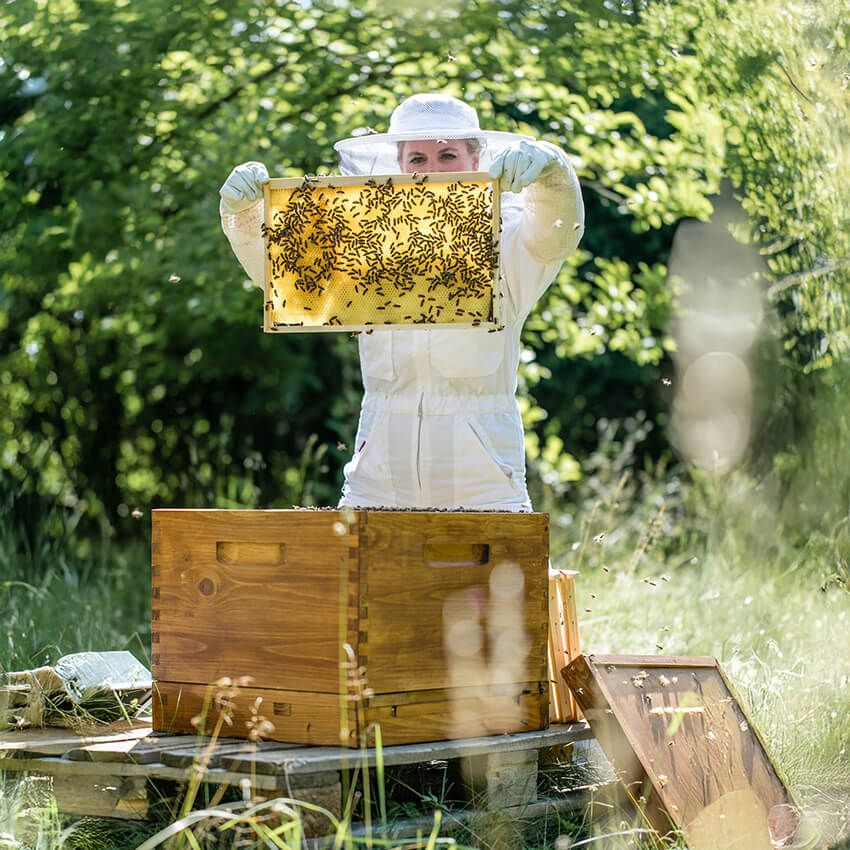Urologie Planegg Bienenstöcke