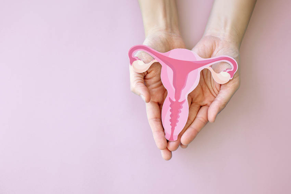 Dr Liedl hält ein Beckenbodenmodell