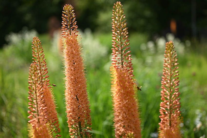 Urologie Planegg-Wildwuchsgarten