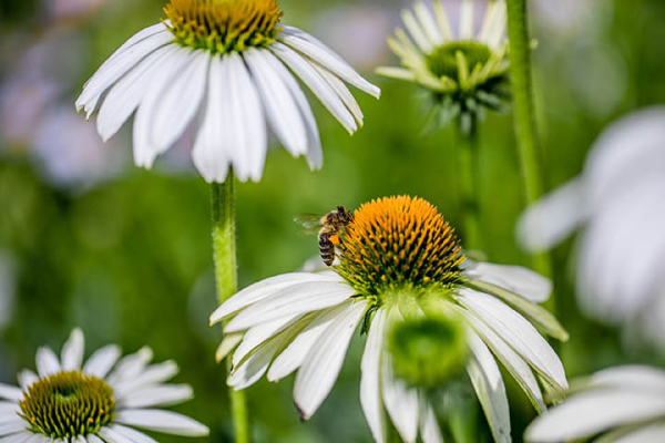 Wildwuchsgarten an der UKMP