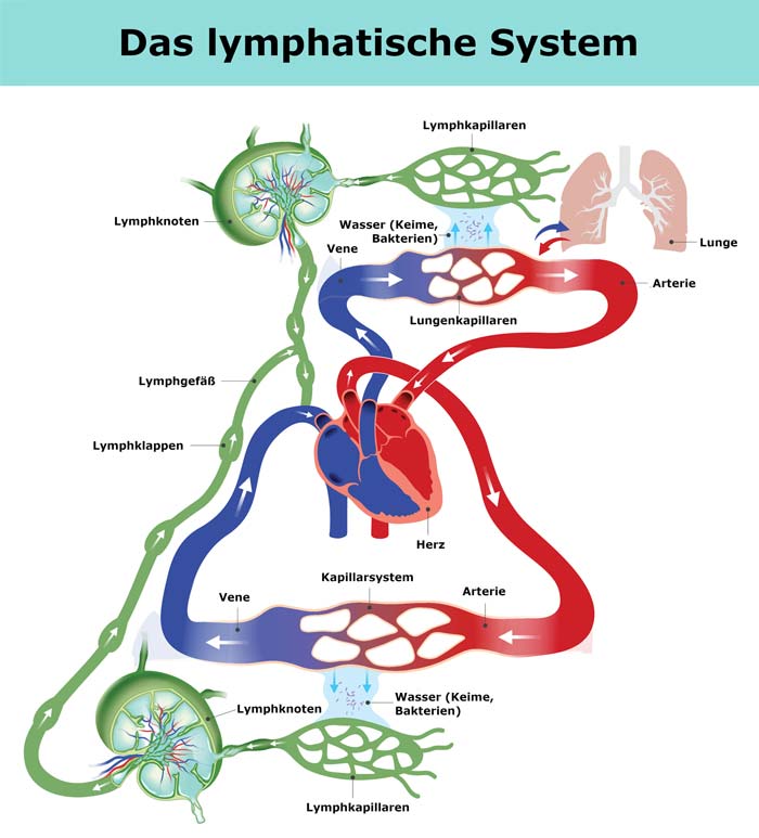 Darstellung der Verbindung von Lymphsystem und Blutkreislauf