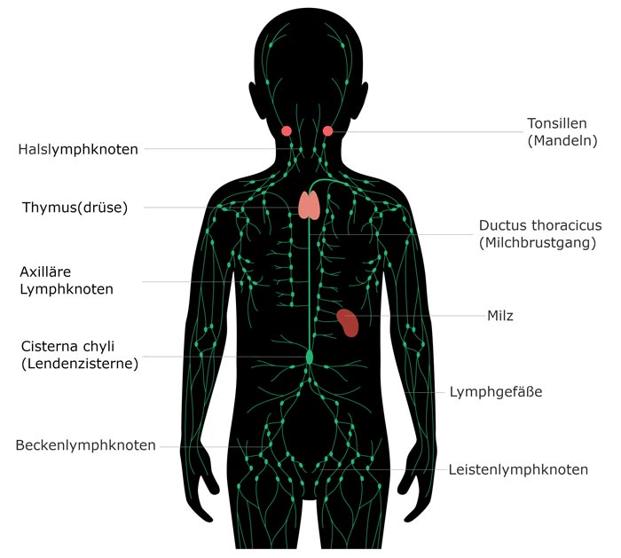 Grafische Darstellung des Lymphsystems des Menschen