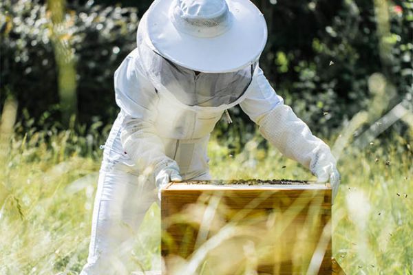 Bienenstöcke mit Imkerin