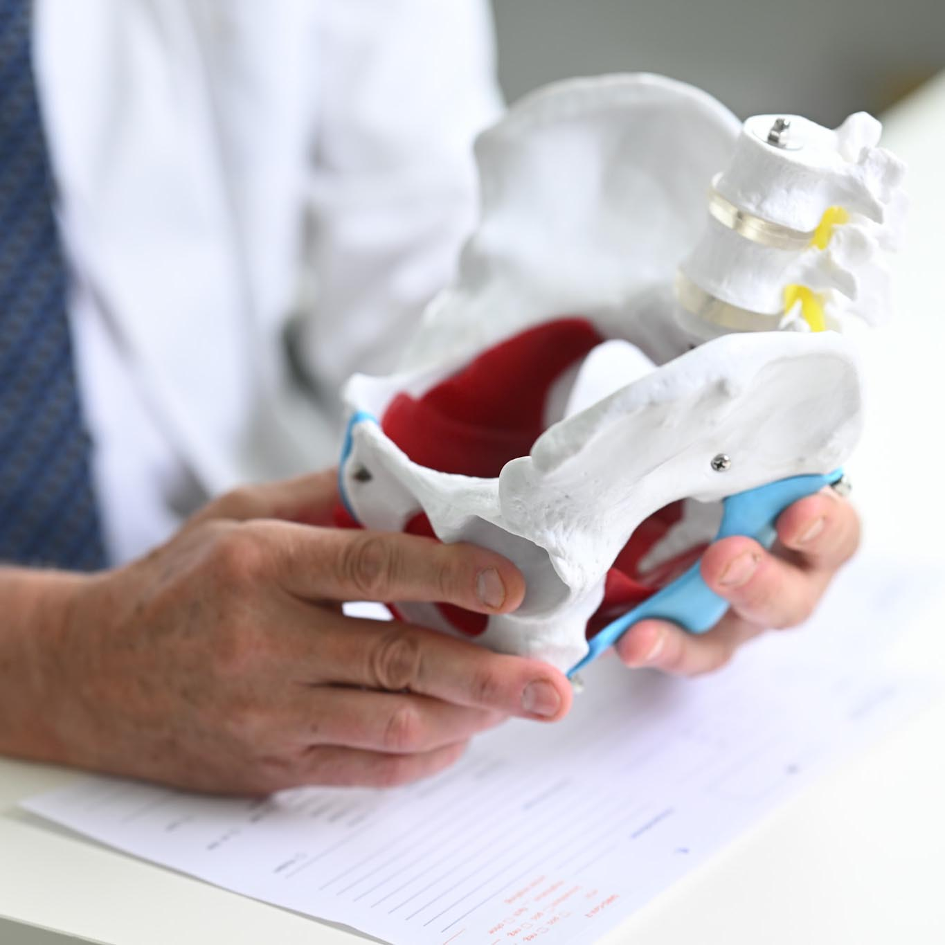 Hände mit Beckenbodenmodell