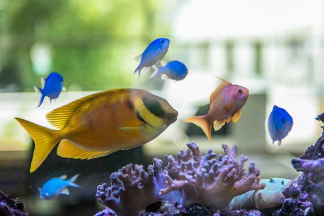 Urologische Klinik München Planegg- Aquarium mit Fischen
