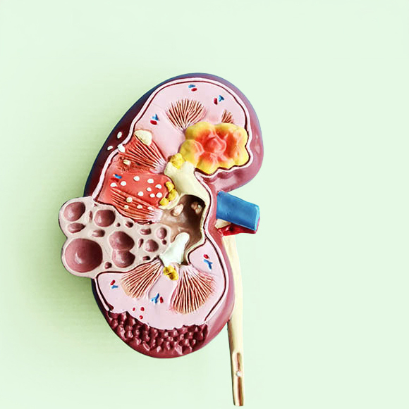 Mann der sich an den Rücken fasst, in Höhe der Nieren