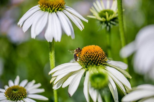 Wildwuchsgarten an der UKMP