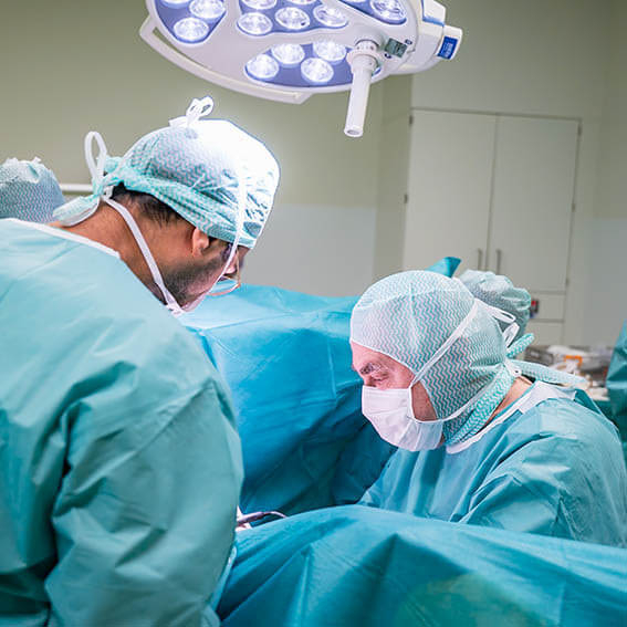 Rose die einer Vulva ähnelt