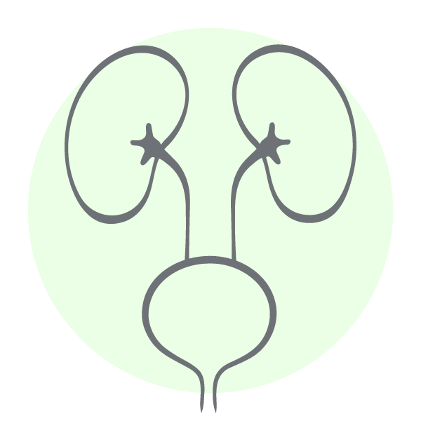 Icon Urogenitaltrakt